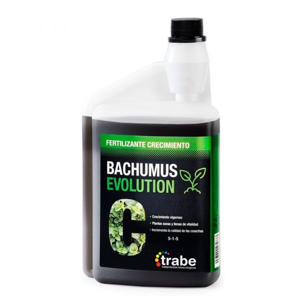 Bachumus Evolution crecimiento