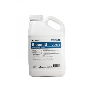BLOOM B ATHENA