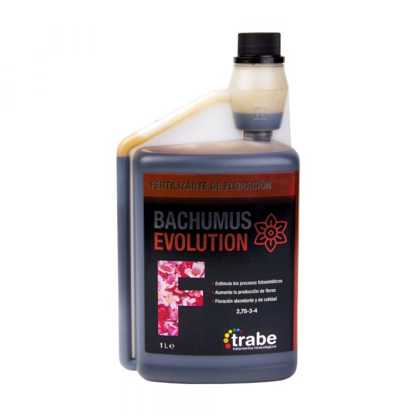 Bachumus Evolution floración