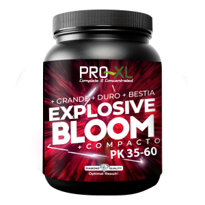 Explosive bloom