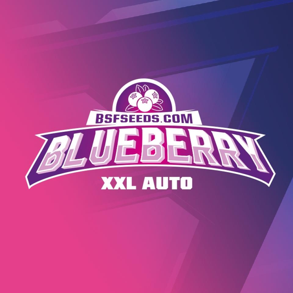 BLUEBERRY XXL AUTO