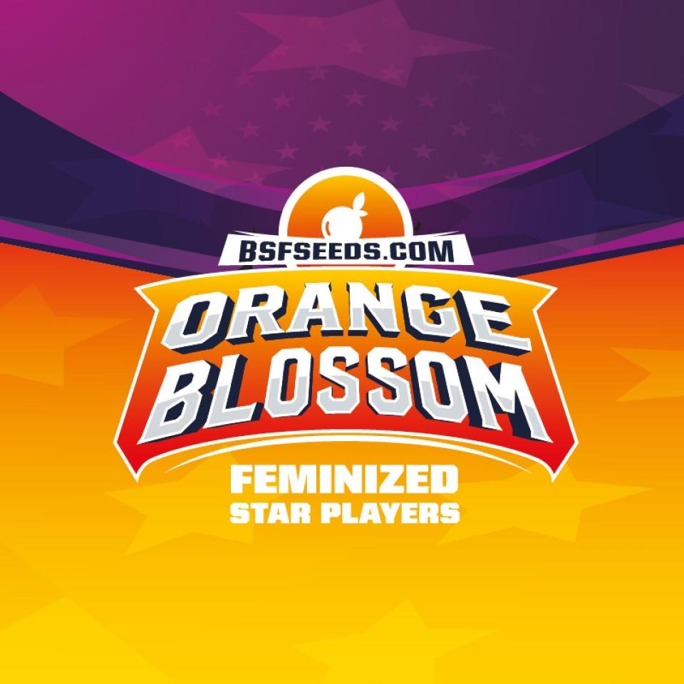 ORANGE BLOSSOM